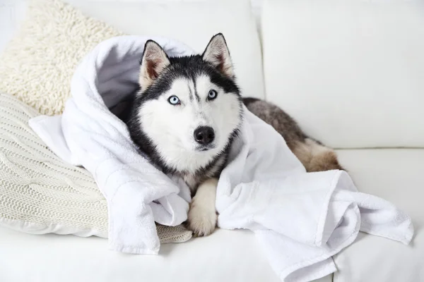 Bella husky carino con asciugamano sdraiato sul divano in camera bianca — Foto Stock