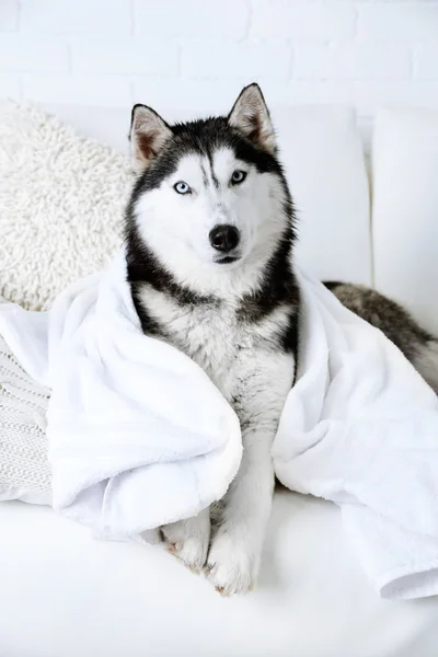 Όμορφη χαριτωμένος σκύλος χάσκεϋ με πετσέτα ξαπλωμένη στον καναπέ στο λευκό δωμάτιο — Φωτογραφία Αρχείου