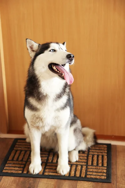 Hermoso husky lindo sentado cerca de la puerta en la habitación —  Fotos de Stock