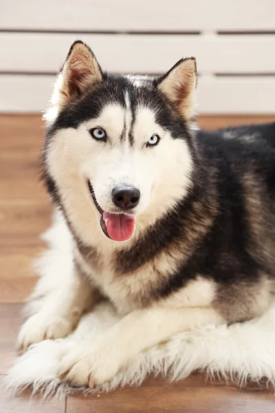 Bonito husky bonito deitado no tapete no quarto — Fotografia de Stock