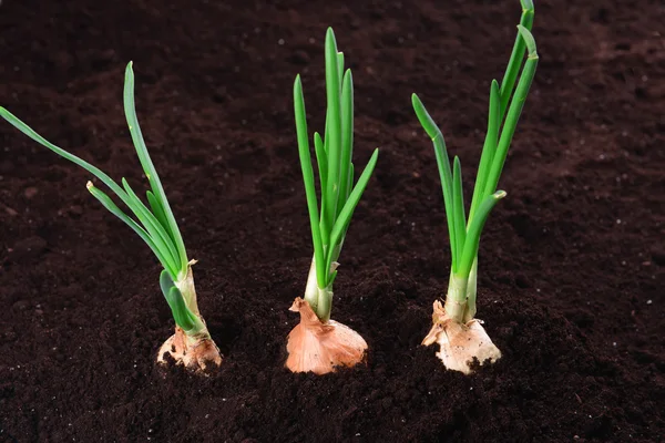 Germinated onion in soil close-up — Stock Photo, Image