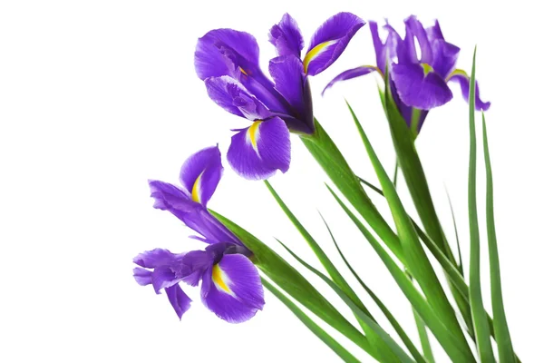 Iris blommor isolerad på vit — Stockfoto