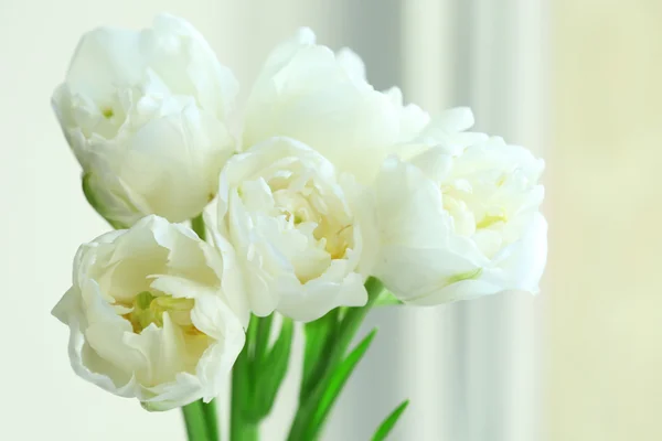 Krásné bílé tulipány, detail — Stock fotografie