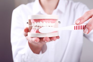 Kadın el ile diş fırçası Diş model gri arka plan üzerinde tutarak