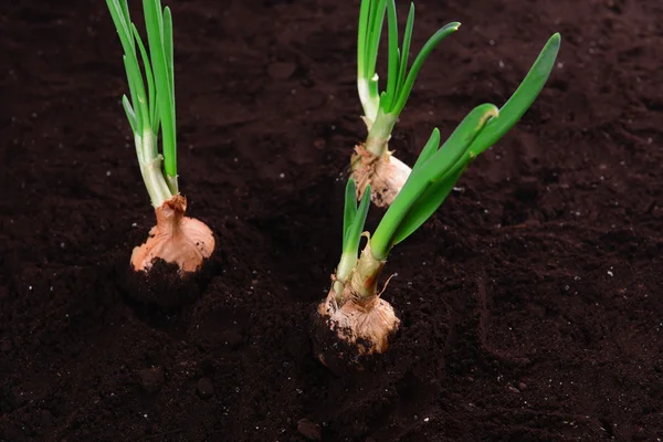 Cebolla germinada en primer plano del suelo —  Fotos de Stock