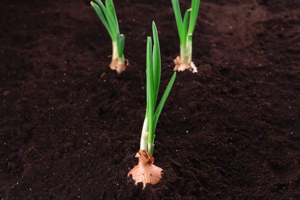 Germinated onion in soil close-up — Stock Photo, Image