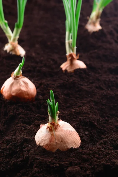 Cebolla germinada en primer plano del suelo —  Fotos de Stock
