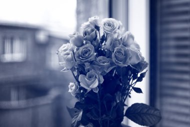 Güzel güller siyah beyaz