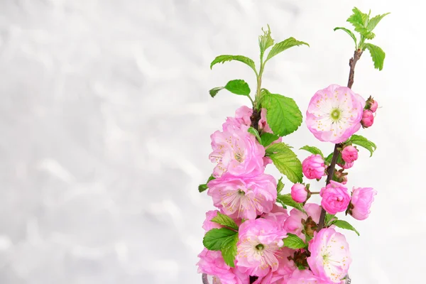 Beautiful fruit blossom on grey background — Stock Photo, Image