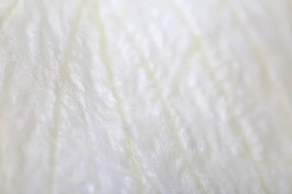 Pétale de rose blanche gros plan — Photo