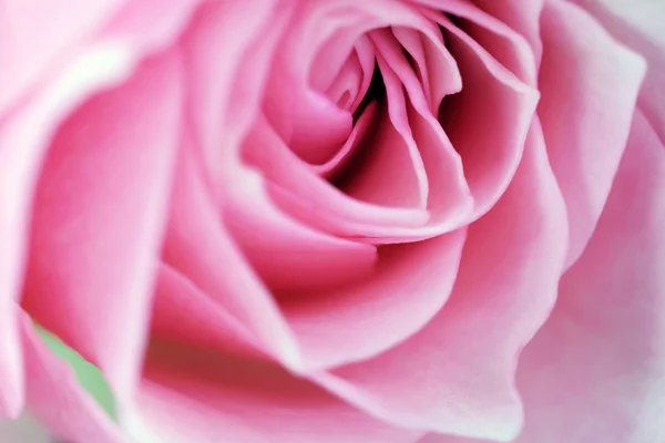 Schöne rosa Rose aus nächster Nähe — Stockfoto