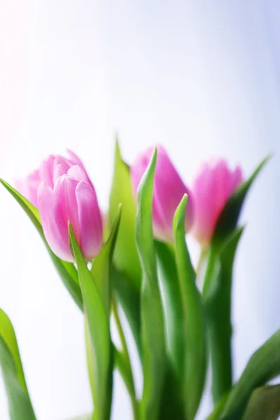 Beautiful pink tulips on light background — Stock Photo, Image