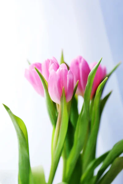 Beautiful pink tulips on light background — Stock Photo, Image