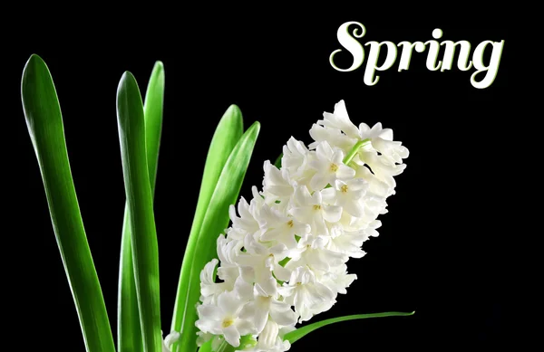 Beautiful white hyacinth on black background — Stock Photo, Image