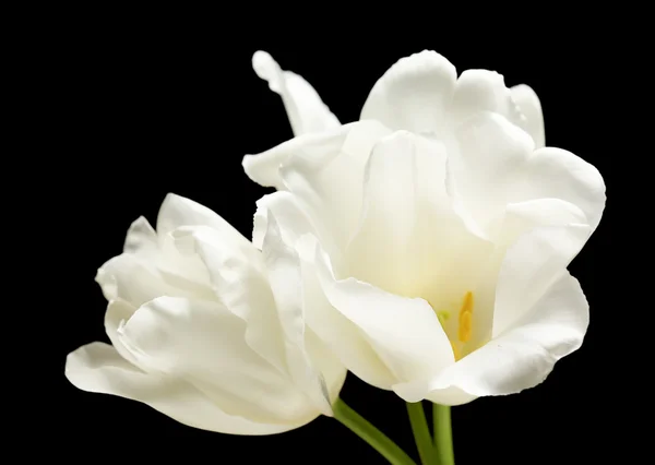 Mooie witte tulpen op zwarte achtergrond — Stockfoto