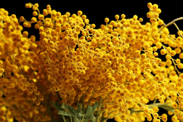 Beautiful sprigs of mimosa close up — Stock Photo, Image