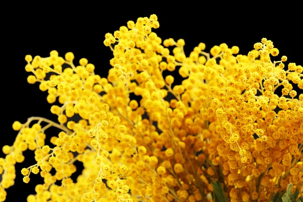 Beautiful sprigs of mimosa close up — Stock Photo, Image