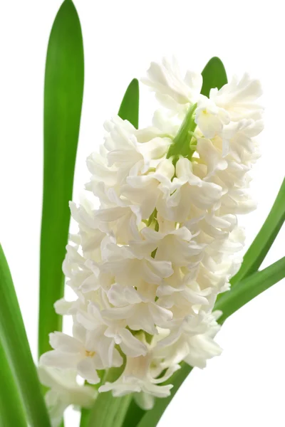 Mooie hyacint close-up — Stockfoto