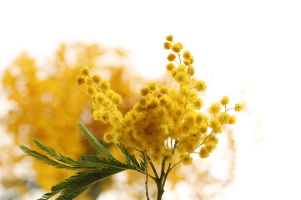 Beautiful sprig of mimosa close up — Stock Photo, Image