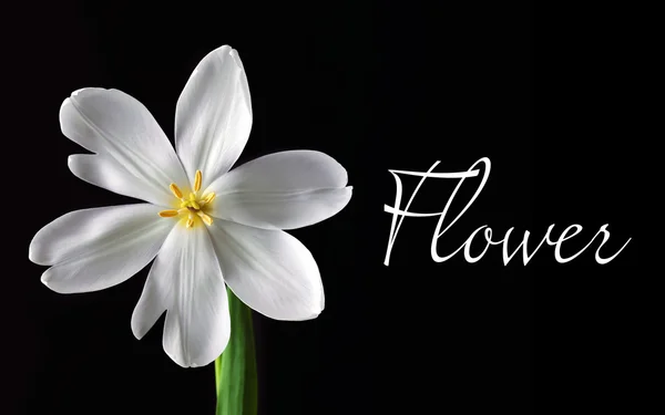 Beautiful white tulip on black background — Stock Photo, Image