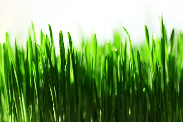 Mokré trávě close-up pozadí — Stock fotografie