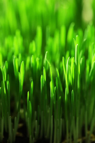 Nat gras close-up achtergrond — Stockfoto