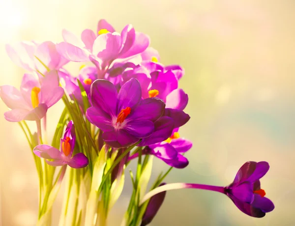 Bouquet of crocuses on bright background — Stock Photo, Image