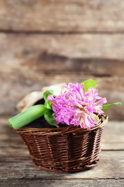 Beautiful hyacinth flower on wooden background — Stock Photo, Image