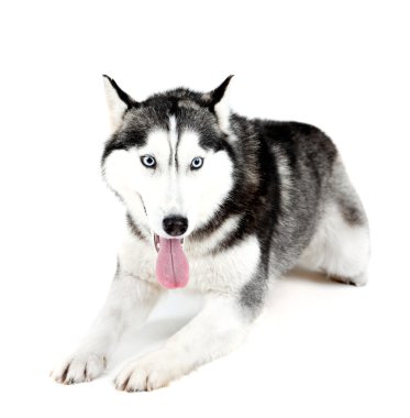 Güzel şirin husky, beyaz izole