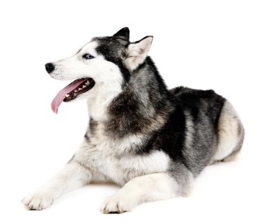 Güzel şirin husky, beyaz izole