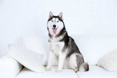 Beyaz Oda kanepe üzerinde güzel şirin husky oturan
