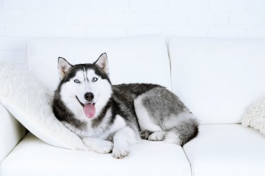 Güzel şirin husky kanepe beyaz odada yatan
