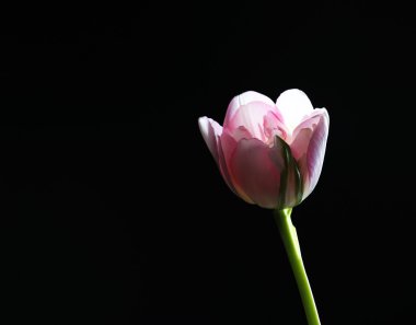 siyah arka plan üzerine taze Lale