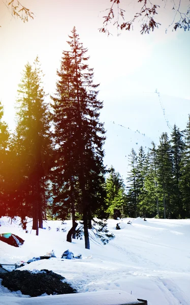 Vakker utsikt over fjell, trær og himmel om vinteren – stockfoto