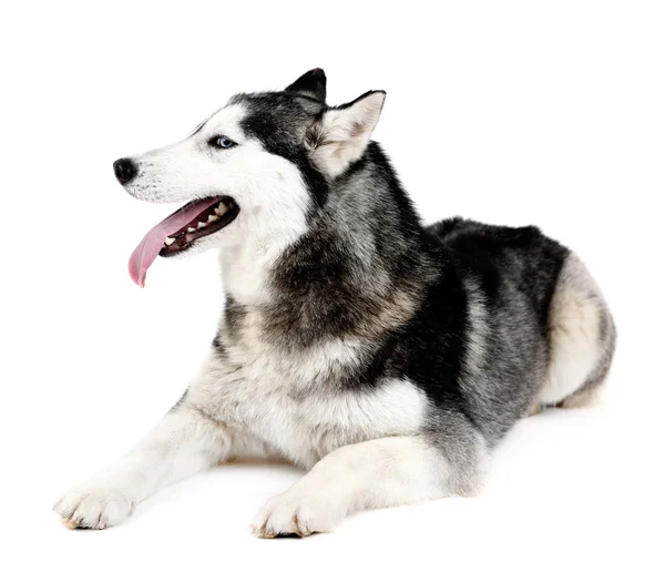 Mooi schattig husky, geïsoleerd op wit — Stockfoto