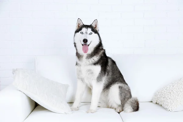 Krásný roztomilý husky sedí na pohovce v bílé místnosti — Stock fotografie