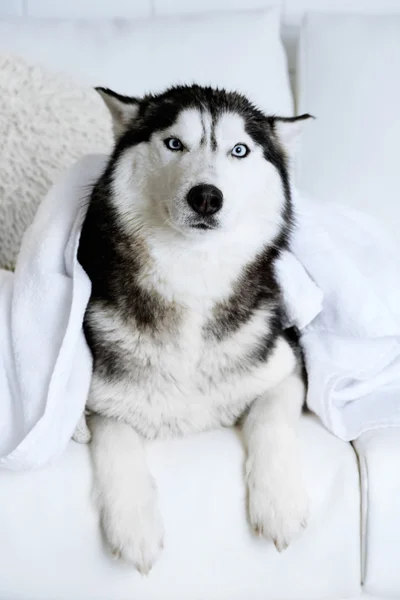 Bonito husky bonito com toalha deitada no sofá na sala branca — Fotografia de Stock