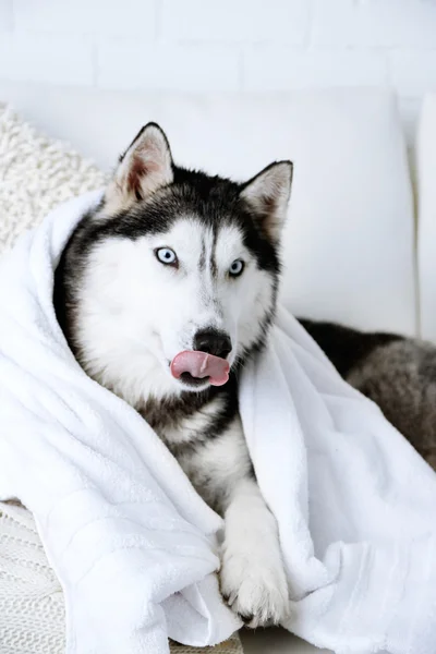 Hermoso husky lindo con toalla tumbado en el sofá en la habitación blanca —  Fotos de Stock