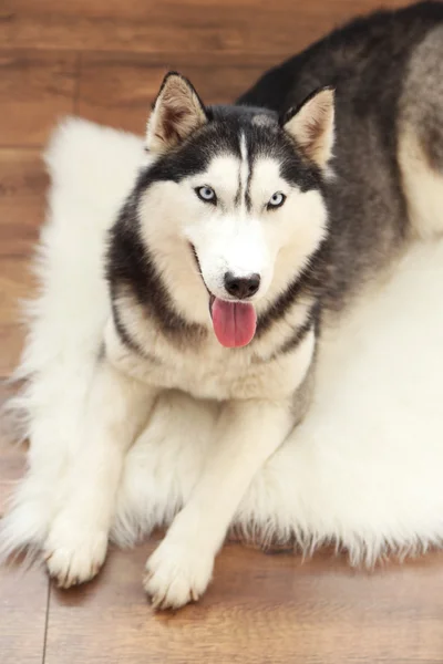 Hermoso lindo husky acostado en la alfombra en la habitación —  Fotos de Stock