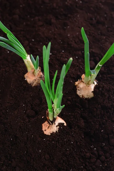 Germinated onion in soil close-up — Stock Photo, Image