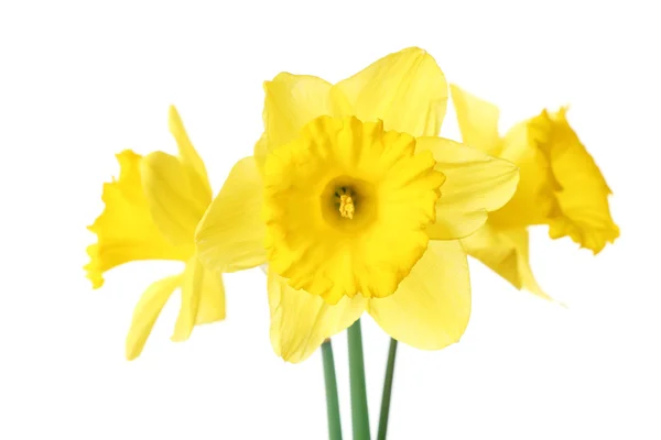 Narciso flor isolada em branco — Fotografia de Stock