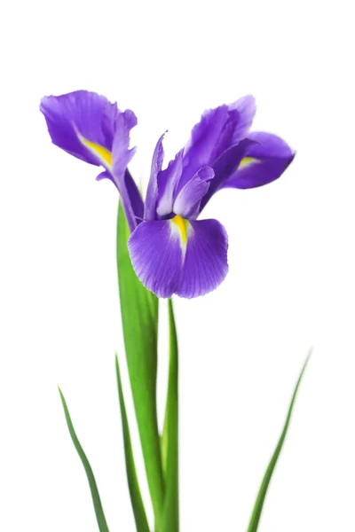 Flores de iris aisladas en blanco — Foto de Stock