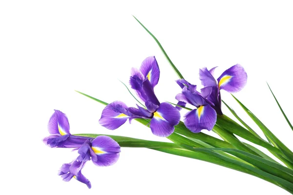 Flores de iris aisladas en blanco — Foto de Stock