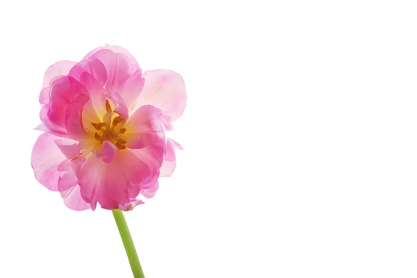 Färska tulip isolerad på vit — Stockfoto