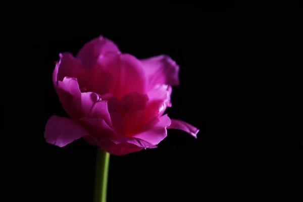 Čerstvý Tulipán na černém pozadí — Stock fotografie