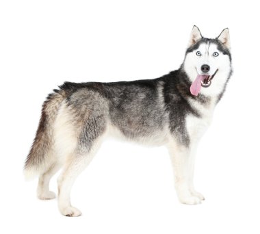 Güzel şirin husky, beyaz izole
