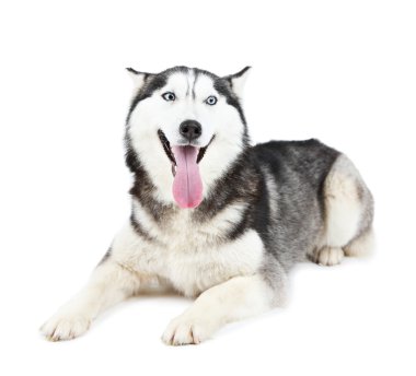 Güzel şirin husky, beyaz izole