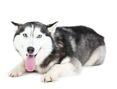 Güzel şirin husky, beyaz izole