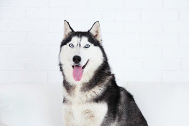Beyaz Oda kanepe üzerinde güzel şirin husky oturan