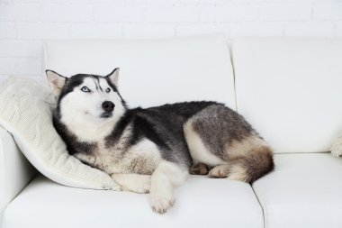 Güzel şirin husky kanepe beyaz odada yatan